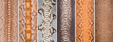 Natural snake skin in various colors, luxury clothing and accessories suitable for photo collage,...