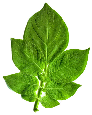 Fresh green single leaf just plucked from the branch, isolated on white background with high resolutionの写真素材