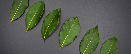 Daphne leaf, aromatic bay leaf, Laurus nobilis leaf, isolated on black backgroundの写真素材