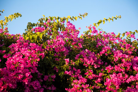 Bougainvillea is a decorative plant growing in the form of ivy that grows in the warm Mediterranean...