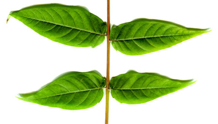 Fresh green four leaf just plucked from the branch, isolated on white background with high...