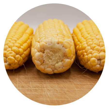 Very fresh and nutritious yellow ripe corn cobs, on bamboo wooden background