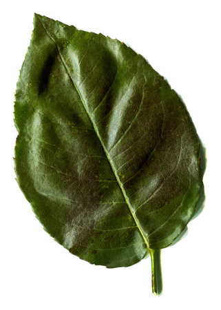 Fresh green leaf just plucked from the branch, isolated on white background with high resolutionの写真素材