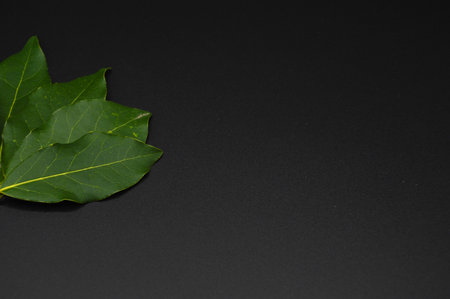 Daphne leaf, aromatic bay leaf, Laurus nobilis leaf, isolated on black background