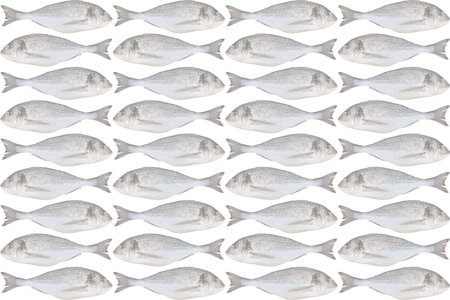 Cleaned and ready to cook fresh fish dorado, isolated on white background, suitable for brochure and banner designsの写真素材