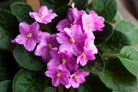Beautiful pink violet viola flowers in the summer garden, fragrant purple violet field, close-up...