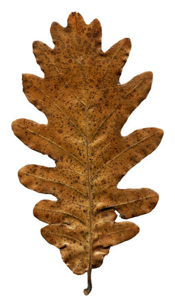 Autumn fallen dry oak tree beige and brown leaves isolated on white background, autumn season...