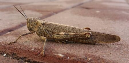 Grasshopper, grasshopper, canakkale, turkey, city, grasshopper, cedar