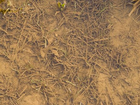 wet dirty grass