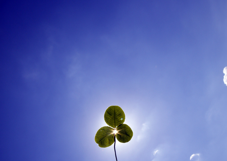 Clover in front of blue sky