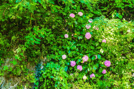 Pink hydrangea flowers blooming in the garden in summer