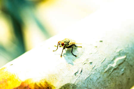 Macro shot of a fly sitting on a piece of wood.
