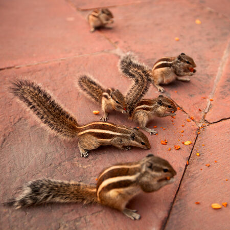 A group of chipmunks eating nuts in the parkの写真素材