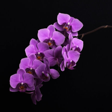 branch of magenta orchid flowers on black backgroundの写真素材
