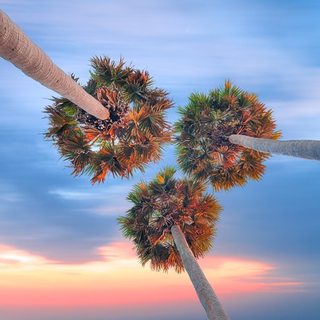 Three high palm trees shot from below on sunset sky backgroundの写真素材