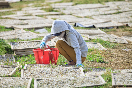 VIETNAM - DECEMBER 2014: Asian woman in inhalor works in the fields full of traditional asian sun-dried fish prepared right on the roadsideのeditorial素材