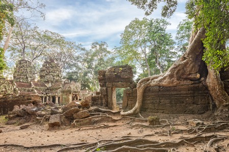 Ta Prohm famouse giant tree with ancient rootsの写真素材
