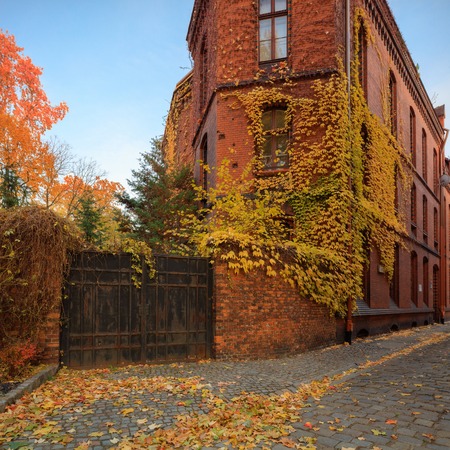 Vivid autumn in Europe. Colorful landcape with fallen leaves and ivyの写真素材
