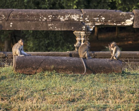Monkeys sitting on ruins of Angkor Wat templeの写真素材