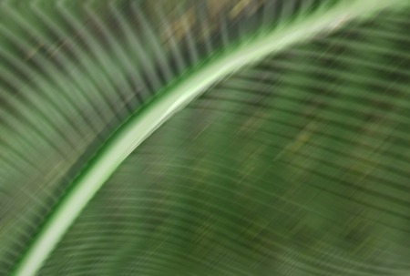 Abstract nature wavy background of green curvesの写真素材