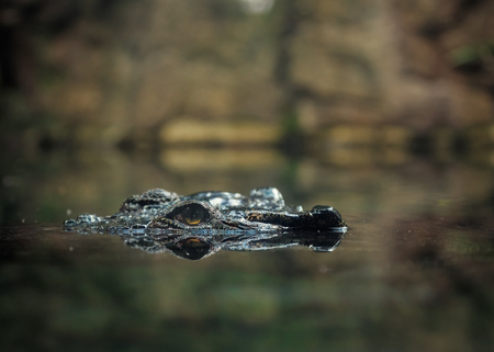 Huge wild crocodile in natural water environmentの写真素材