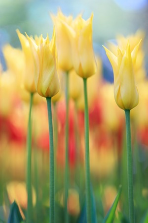 Colorful tulips of Netherlandsの写真素材