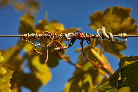 grapevine on agropalier against the blue skyの写真素材