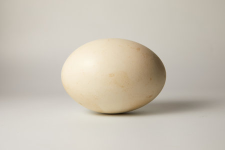 ostrich egg isolated on white background