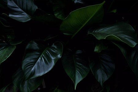 Green fresh tropical big leaves background. Organic plant textureの素材