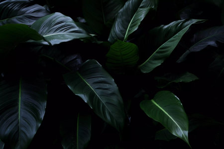Green fresh tropical big leaves background. Organic plant textureの素材