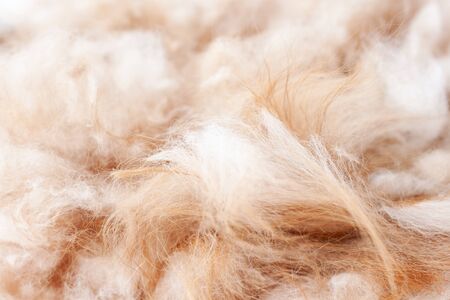 Trimmed hair of a Pomeranian dog orange color close up