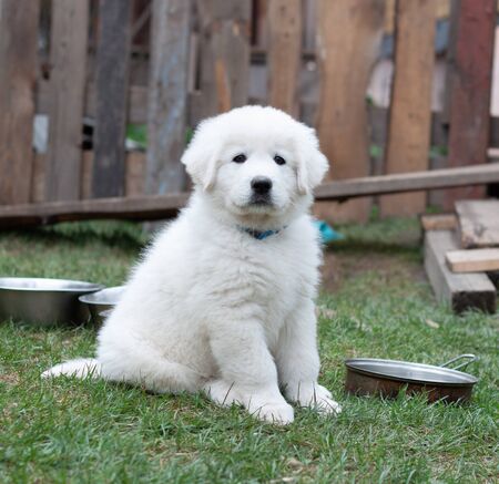 A purebred month old puppy of a white dog sits on a green lawn