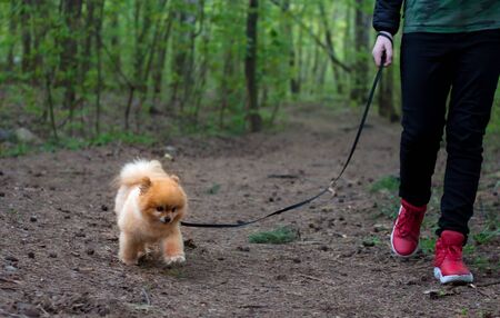 A man walks with a dog a small Pomeranian bear cub red on a leash in the woodsの写真素材
