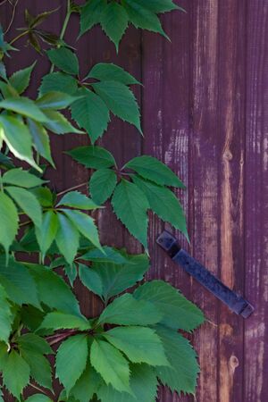 Green leaves of wild grapes on the background of a wooden door with an iron handleの写真素材
