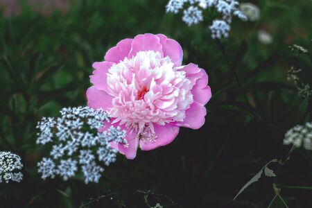 Large pink lush peony flower with white anise on the background of dark green foliageの写真素材