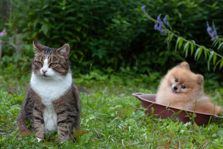 A gray tabby cat is sitting in the yard on the green grass behind a small Pomeranian can be seen in the background in the pelvis selective focusの写真素材