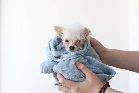 A small, white, wet, pathetic Pomeranian puppy is wrapped in a blue towel, held by two hands.の写真素材