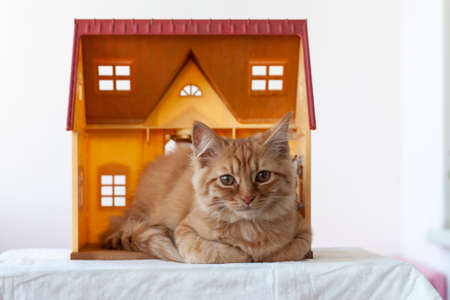 A small red kitten lies in a toy house and looks at the cameraの写真素材