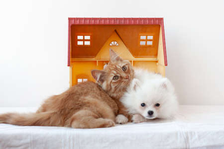 A small white fluffy Pomeranian puppy and a small red kitten are lying in a toy house, snuggled up to each other, the kitten put its head on the puppyの写真素材