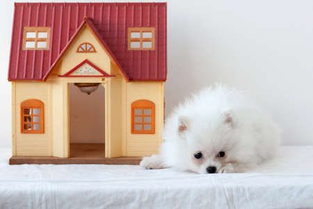 A small white fluffy Pomeranian puppy lies sad next to a toy houseの写真素材