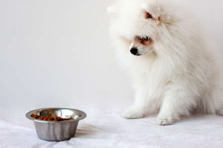 A white, fluffy Pomeranian puppy sits near an iron bowl of dry food and looks at the bowl.の写真素材