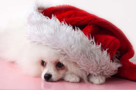 A white, fluffy Pomeranian puppy lies on a pink wooden surface in a Christmas Santa hat.の写真素材