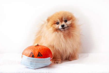 Small dog Pomeranian fluffy, orange color with a very cute muzzle pressed ears, sitting next to an orange pumpkin in a medical mask. Halloweenの写真素材