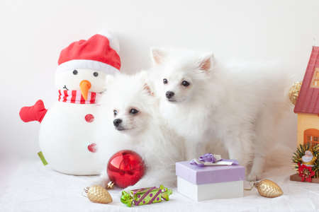 Two white Pomeranian puppies sit surrounded by Christmas toys, next to a snowman. The concept of the New year and Christmasの写真素材
