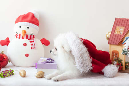 White, fluffy Pomeranian, small dog lying sideways to the camera on the head Santa hat, new year and Christmas Concept, Santa Claus elfの写真素材