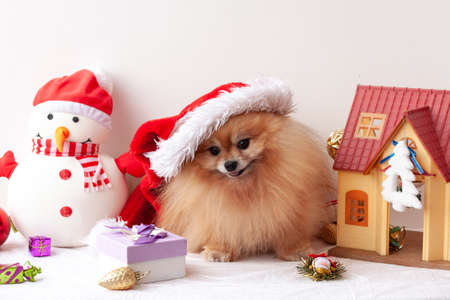 Fluffy Pomeranian sits in a Santa Claus hat and looks at the camera, around Christmas toys. The concept of the New year and Christmasの写真素材