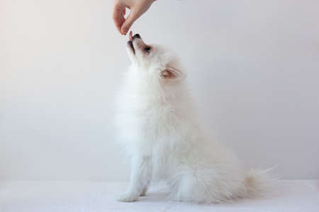 A small white Pomeranian dog sitting on a white background raised its muzzle up to the hand with food. The concept of training, education, and treating dogs.の写真素材