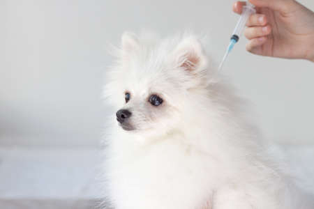 A beautiful little white fluffy dog is a Pomeranian and the hand with a syringe. Concept of vaccinations, injections for dogs, animals, veterinary careの写真素材