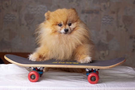 A small orange beautiful fluffy dog Pomeranian stands with its front paws on a skateboardの写真素材