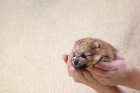 Hands holding a cute, small, fluffy Pomeranian puppy. Concept of dog health, dog breeding, beautiful...